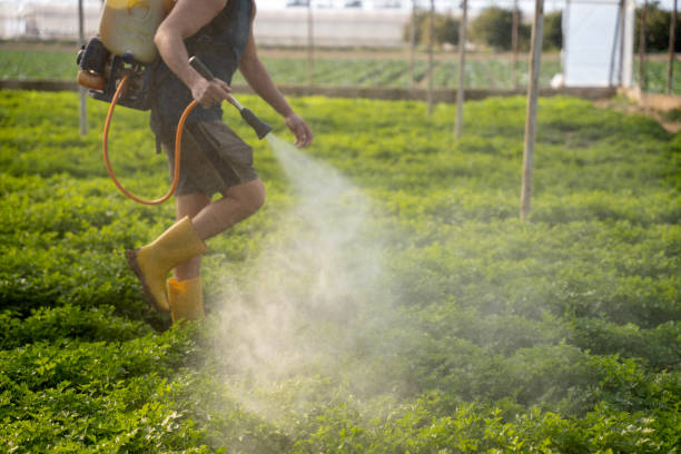 Best Ant Control Services  in Sandy Oaks, TX