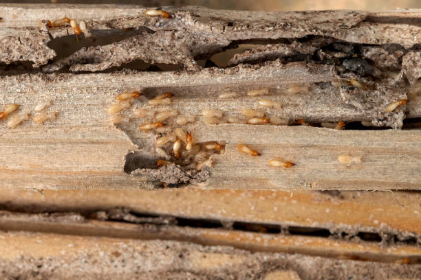 Best Local Pest Control Services  in Sandy Oaks, TX