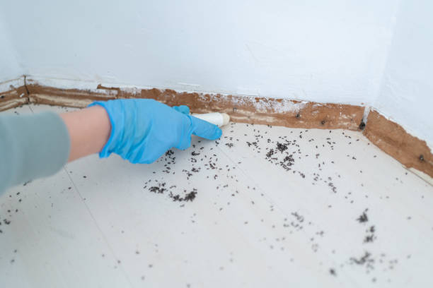 Best Pest Removal Services  in Sandy Oaks, TX